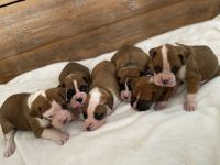 Boxer Puppies for sale in Tulare, CA 93274, USA. price: NA