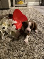 Boxer Puppies for sale in Chino, CA, USA. price: NA