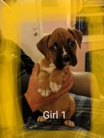 Boxer Puppies for sale in York, SC 29745, USA. price: NA