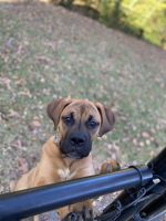 Boxer Puppies for sale in Tyler, TX, USA. price: NA