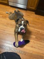 Boxer Puppies for sale in Oak Forest, IL, USA. price: NA