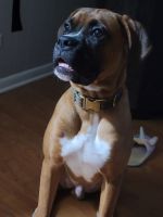 Boxer Puppies for sale in Glenwood, IL, USA. price: NA
