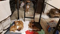 Boxer Puppies for sale in Billings, MT, USA. price: NA