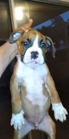 Boxer Puppies for sale in Beaumont, TX 77707, USA. price: NA