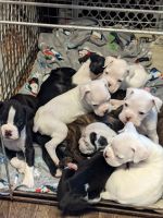 Boxer Puppies for sale in Osceola Mills, PA 16666, USA. price: NA