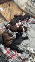 Boxer Puppies for sale in Crawfordsville, IN 47933, USA. price: NA