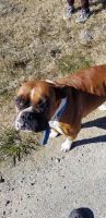 Boxer Puppies for sale in San Leon, TX, USA. price: NA