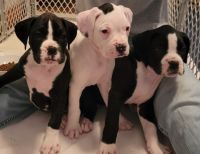 Boxer Puppies for sale in Hertford, NC 27944, USA. price: NA