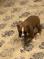 Boxer Puppies for sale in Indianola, IA 50125, USA. price: NA