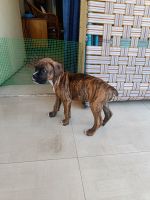 Boxer Puppies for sale in Jamshedpur, Jharkhand, India. price: 20000 INR