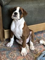 Boxer Puppies for sale in Lincoln, NE, USA. price: NA