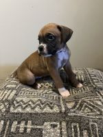 Boxer Puppies for sale in Springfield, OH, USA. price: NA