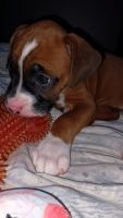 Boxer Puppies for sale in Fountain Inn, SC 29644, USA. price: NA
