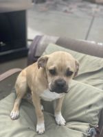 Boxer Puppies for sale in Hemet, CA, USA. price: NA