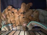 Boxer Puppies for sale in Fayetteville, NC 28314, USA. price: NA