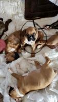 Boxer Puppies for sale in Billings, MT, USA. price: NA