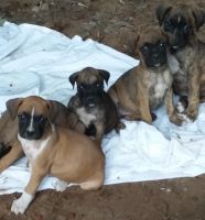 Boxer Puppies for sale in Winston-Salem, NC, USA. price: NA