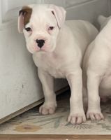 Boxer Puppies for sale in Hagerstown, MD, USA. price: NA
