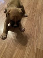 Boxer Puppies for sale in Dayton, TN 37321, USA. price: NA
