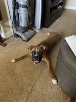 Boxer Puppies for sale in Overland Park, KS, USA. price: NA