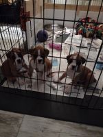 Boxer Puppies for sale in Punta Gorda, FL, USA. price: NA