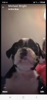 Boxer Puppies for sale in Joshua, TX 76058, USA. price: NA