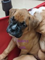 Boxer Puppies for sale in Elizabethtown, KY, USA. price: NA