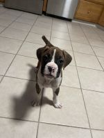 Boxer Puppies for sale in St James, NY, USA. price: NA
