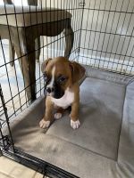 Boxer Puppies for sale in St James, NY, USA. price: NA