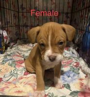 Boxer Puppies for sale in Henryville, IN, USA. price: NA