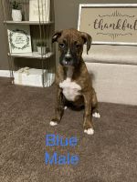 Boxer Puppies for sale in Harlem, GA 30814, USA. price: NA