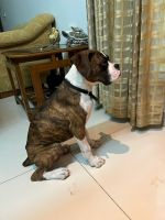 Boxer Puppies for sale in Rohtak, Haryana, India. price: 25000 INR