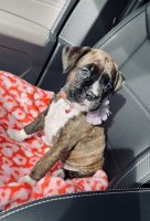 Boxer Puppies for sale in Normal, IL, USA. price: NA