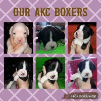 Boxer Puppies for sale in Morehead, KY 40351, USA. price: NA
