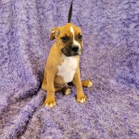 Boxer Puppies for sale in Harrisonville, MO 64701, USA. price: NA