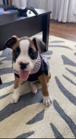 Boxer Puppies for sale in Richmond, VA, USA. price: NA