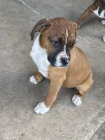Boxer Puppies for sale in Shafter, CA, USA. price: NA