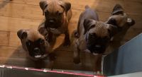 Boxer Puppies for sale in Columbia, TN 38401, USA. price: NA