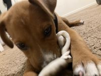 Boxer Puppies for sale in Spring Hill, FL 34609, USA. price: NA