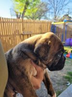 Boxer Puppies for sale in San Antonio, TX, USA. price: NA