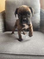 Boxer Puppies for sale in Mason, NH, USA. price: NA