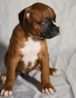 Boxer Puppies for sale in California City, CA, USA. price: NA