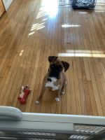 Boxer Puppies for sale in Stafford, VA 22554, USA. price: NA