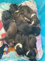 Boxer Puppies for sale in Mercersburg, PA 17236, USA. price: NA