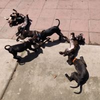 Boxer Puppies for sale in Corona, CA, USA. price: NA