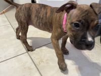 Boxer Puppies for sale in Miami, FL 33147, USA. price: NA
