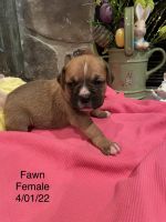 Boxer Puppies for sale in Madisonville, TN 37354, USA. price: NA