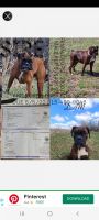 Boxer Puppies for sale in Chadwick, IL 61014, USA. price: NA
