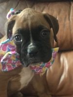 Boxer Puppies for sale in Lewisburg, KY 42256, USA. price: NA