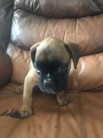 Boxer Puppies for sale in Lewisburg, KY 42256, USA. price: NA